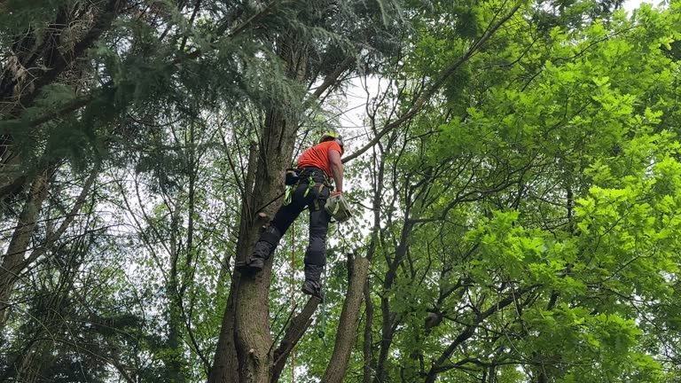 How Our Tree Care Process Works  in  East Camden, SC